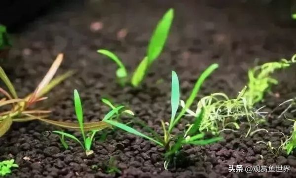 10 种常用的阴性水草,日常造景都能用到