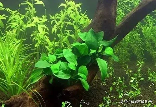 10 种常用的阴性水草,日常造景都能用到