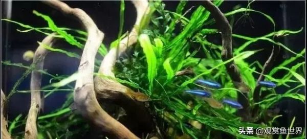 10 种常用的阴性水草,日常造景都能用到