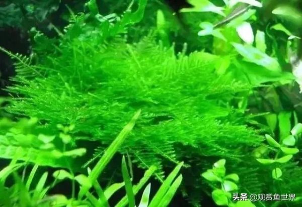 10 种常用的阴性水草,日常造景都能用到