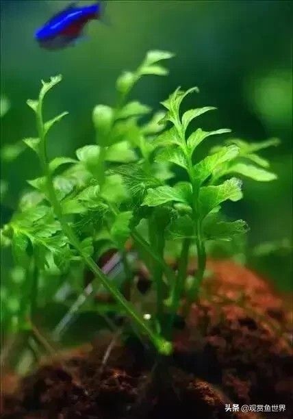 10 种常用的阴性水草,日常造景都能用到