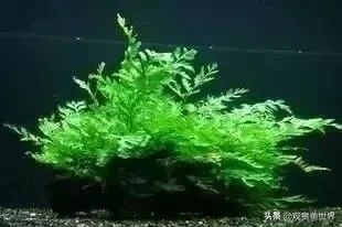 10 种常用的阴性水草,日常造景都能用到