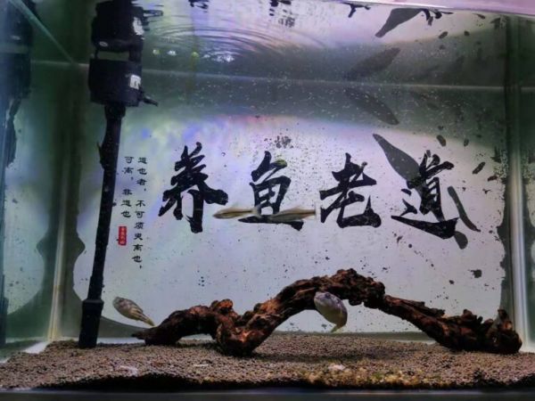 想要鱼缸造景不是不可以,但有些观赏鱼根本不合适,要小心对待
