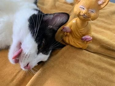公猫绝育