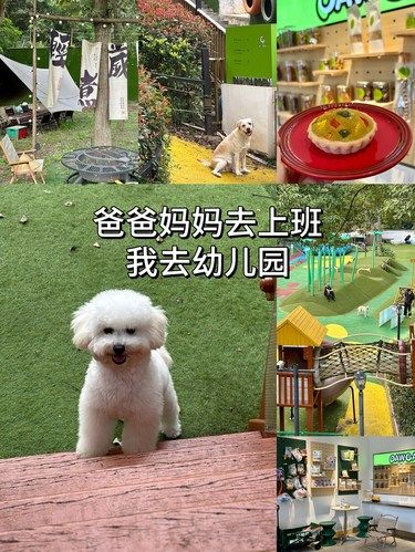 此刻只想做一只幸福修狗