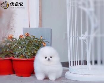 如何科学喂养4个月的博美茶杯犬（喂养注意事项及每日食谱推荐）