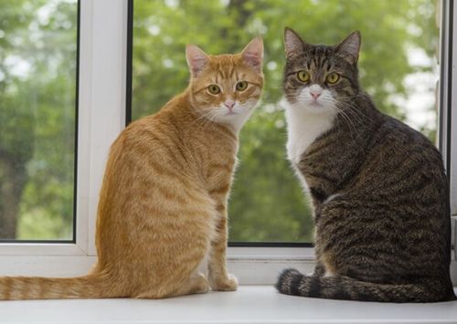 宠物猫常见的5个护理错误