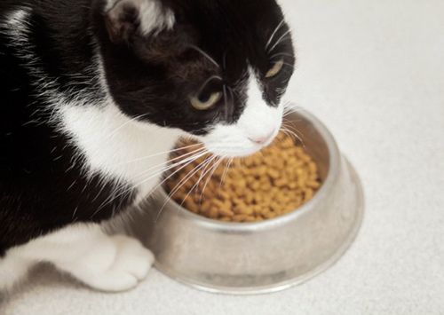 宠物猫常见的5个护理错误