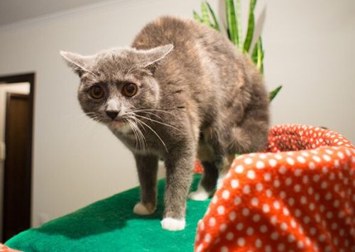 宠物猫常见的5个护理错误