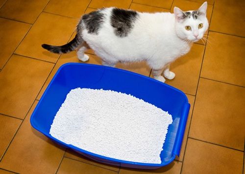 宠物猫常见的5个护理错误