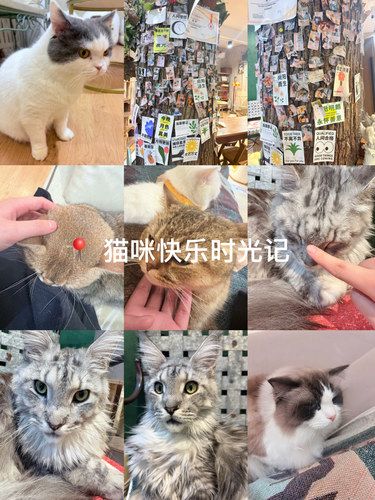 这家猫咖真的好可爱！