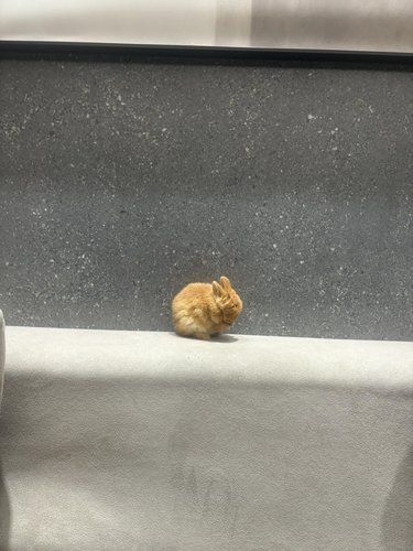 有人关心我这只小兔子吗