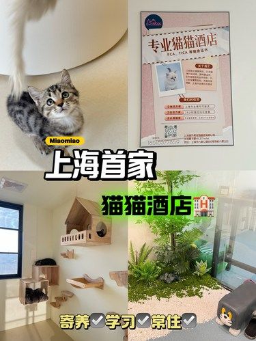 上海的猫咪酒店猫主狂喜！太豪华了！