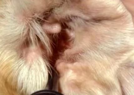 如何清理宠物猫咪耳朵（宠物猫咪耳朵清洁方法）