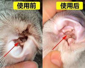 如何清理宠物猫咪耳朵（宠物猫咪耳朵清洁方法）