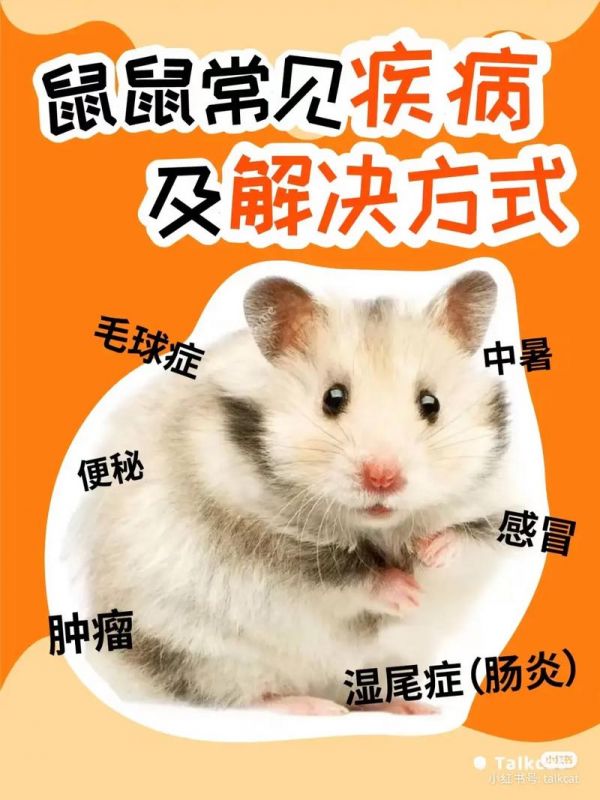 仓鼠常见疾病和症状：仓鼠有哪几种病