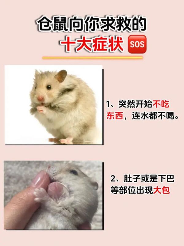 仓鼠常见疾病和症状：仓鼠有哪几种病