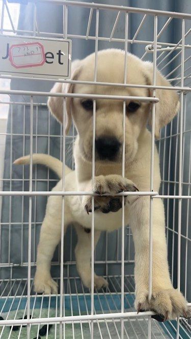佛山宠乐家宠物犬舍，我的萌宠来源地