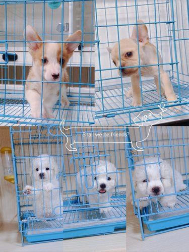 哇，终于找到这家宝藏犬舍啦