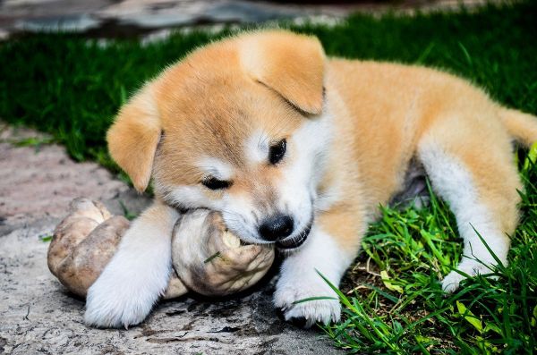 Los perros necesitan una dieta variada y equilibrada