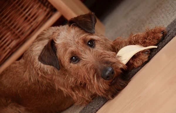 Para saber qué comen los perros, es necesario conocer su biología