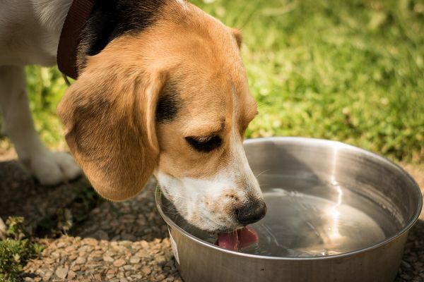 La necesidad hídrica de los canes es tres veces mayor que la necesidad de nutrientes