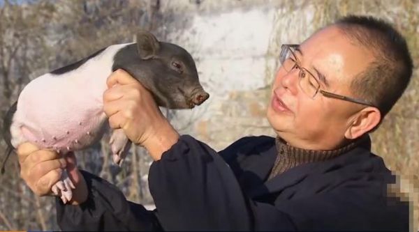 果树下养香猪，批发90多元1斤还供不应求，他的经验值得学习