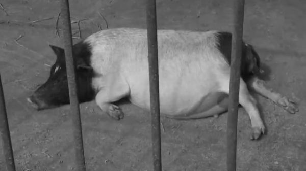 果树下养香猪，批发90多元1斤还供不应求，他的经验值得学习