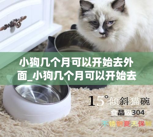 小狗几个月可以开始去外面_小狗几个月可以开始去外面玩