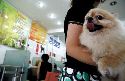 节前宠物寄养火爆也含隐忧