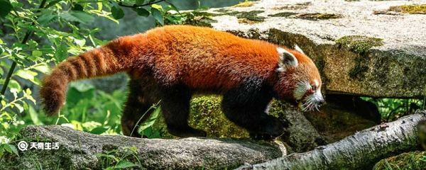 小熊猫能当宠物吗