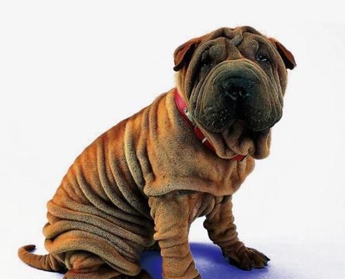 沙皮犬的断奶饲养指南（从喂养到社交，这些技巧助你顺利照顾沙皮犬宝宝）