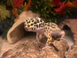 leopard gecko care
