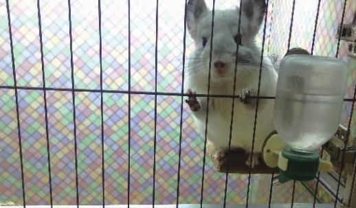 7月31日，多个品种的龙猫正在某宠物店内出售。 记者 朱蓉 摄