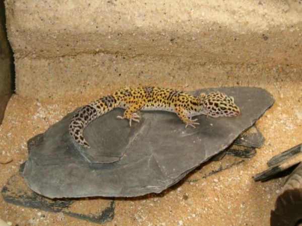 leopard gecko habitat