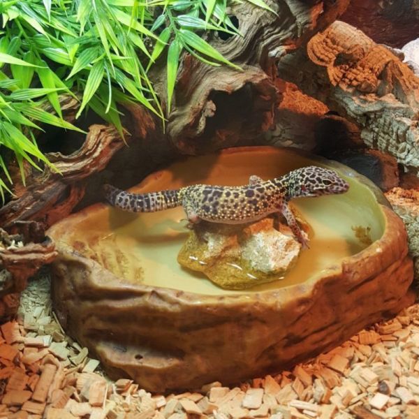leopard gecko water