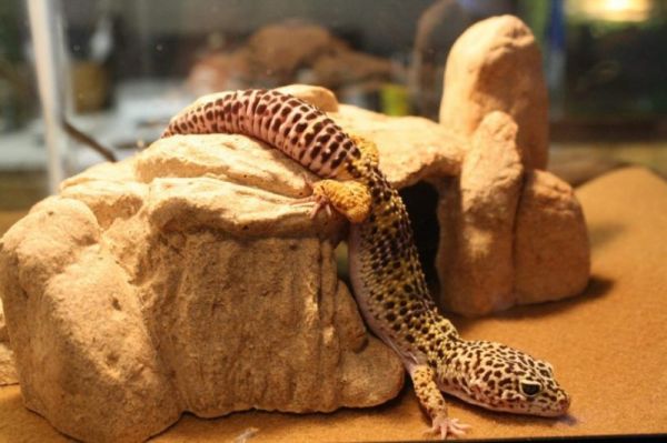 leopard gecko substrate