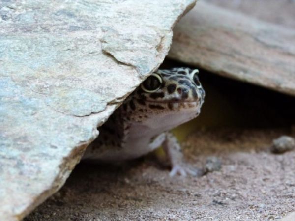 leopard gecko enclosure