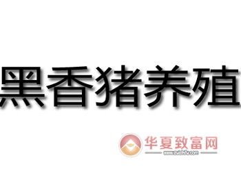 黑香猪养殖加盟