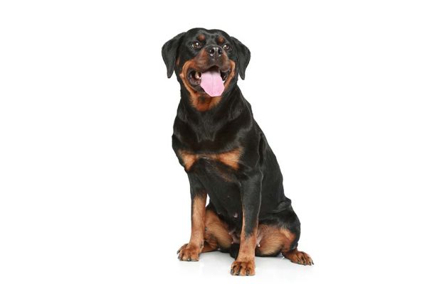 罗威纳犬