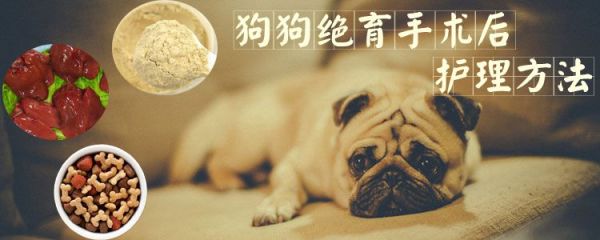 狗狗绝育手术后怎么护理