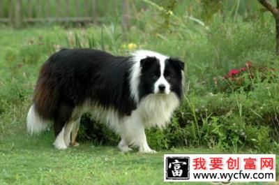 边境牧羊犬皮屑增多的原因分析