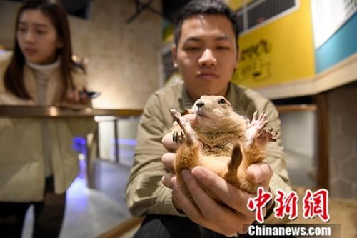 萌宠乐园宠物寄养店，让宠物享受五星级的待遇