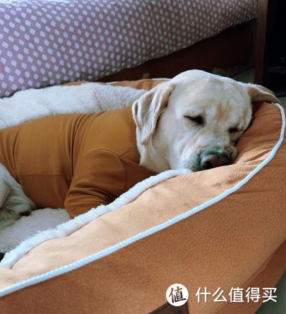 狗德树立攻略:让狗狗变身 “礼貌汪星人” 秘籍