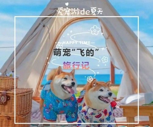 探索萌宠乐园寄养乐园，一款专为宠物爱好者打造的全新应用