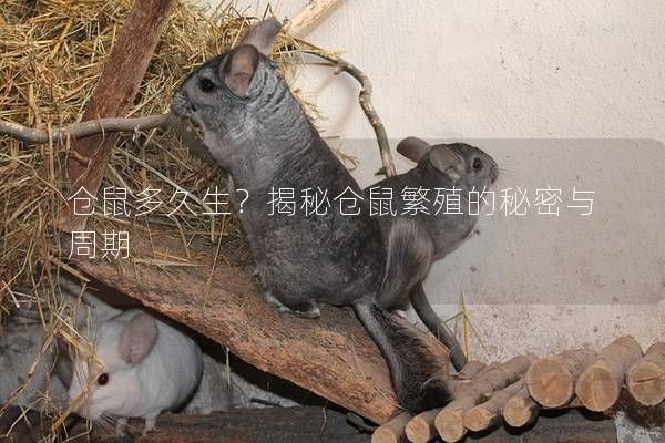 仓鼠多久生？揭秘仓鼠繁殖的秘密与周期