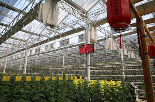 “萌宠乐园批发，便捷、多元、有爱的宠物购物新选择”
