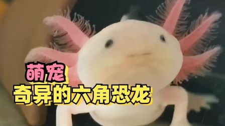 “萌宠乐园批发，便捷、多元、有爱的宠物购物新选择”
