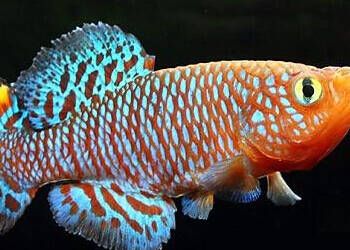 鳉鱼简介