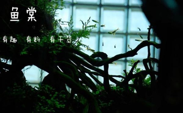 总结：十种最适合于水草缸的小型热带鱼（长文干货，建议马~）